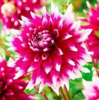 1 หัว/ออเดอร์ รักเร่ Dahlia Bulb สายพันธุ์ Englands Glory หัวรักเร่ ดอกไม้ หัวหน่อ เหง้า นำเข้า เนเธอร์แลน หัวสดใหม่