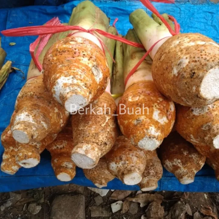 Talas bogor super premium per ikat isi 56 buah Lazada Indonesia