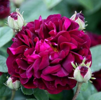 30 เมล็ด เมล็ดพันธุ์ กุหลาบ Toscani Rose Seeds ดอกใหญ่ ดอกหอม นำเข้าจากต่างประเทศ พร้อมคู่มือ เมล็ดสด ใหม่