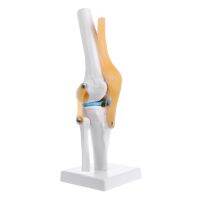 Human Anatomical Knee Joint โครงกระดูกยืดหยุ่นรุ่น Learning Aid Anatomy Drop Shipping