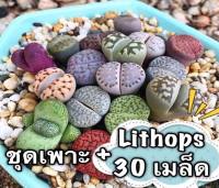 ⚡️สินค้าขายดี⚡️เมล็ดพันธ์ุไม้อวบน้ำ”ไลทอป(หินมีชีวิต)”?Lithop 30เมล็ด?