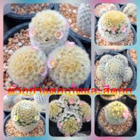 ??ึคามิเน่ ?? Mammillaria carmenae  ไม้เมล็ดและไม้ชำหน่อ ขนาด 4-5 ซม.  ต้นกระบองเพชร ต้นแคคตัส (แคคตัส กระบองเพชร)