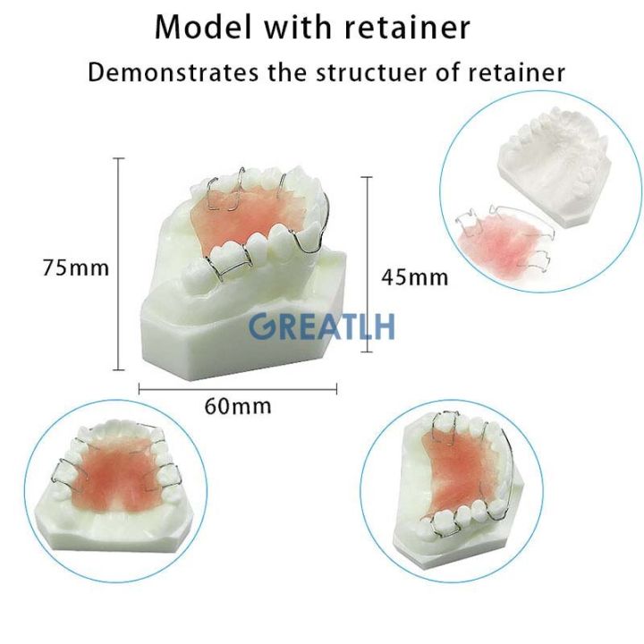 dental-hawley-retainer-model-teeth-study-teach-model-3007-01
