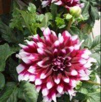 1 หัว/ออเดอร์ รักเร่ Dahlia Bulb สายพันธุ์ Mystery Day หัวรักเร่ ดอกไม้ หัวหน่อ เหง้า นำเข้า เนเธอร์แลน หัวสด