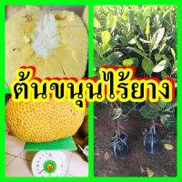 ขนุนไร้ยาง ไร้เมล็ด ซังหวาน ต้นพันธุ์ทาบกิ่งสูง 40-50 ซม.แข็งแรงพร้อมปลูก รับประกันพันธุ์แท้ 100%