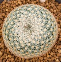 กระบองเพชร Mammillaria lenta แมม เลนต้า