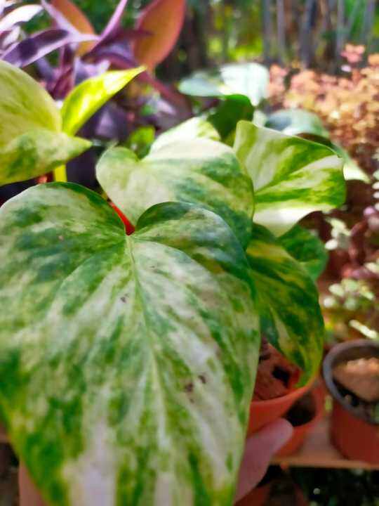 Live Plant Marble Queen Pothos Lazada 6002