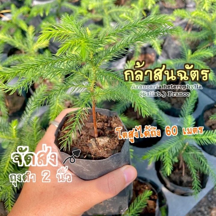 ต้นกล้าสนฉัตร-araucaria-heterophylla-ต้นสนฉัตร-ใหญ่ได้ถึง-60-เมตร-ต้นไม้ประดับ