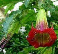 30 เมล็ดพันธุ์ เมล็ด เมล็ดพันธุ์ ต้นดอกระฆัง ดอกลำโพง แตรนางฟ้า Datura metel L. Angel Trumpet seed อัตราการงอก 80-85%