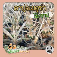 ต้นคาปุดเมดูซ่า (Astrophytum caput-medusae) ไม้กราฟ - ต้นกระบองเพชร ราคาถูก?ต้นแคคตัส❤️