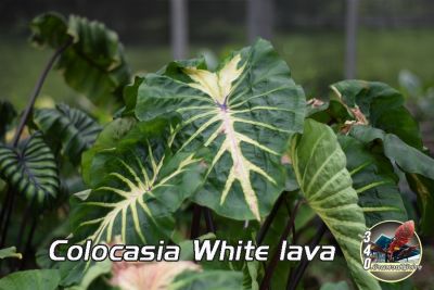 โคโลคาเซีย ไวท์ลาวา Colocasia White Lava (ขุดสดตามออร์เดอร์ แช่น้ำยากันเชื้อราก่อนจัดส่ง)