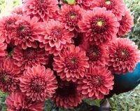 1 หัว/ออเดอร์ รักเร่ Dahlia Bulb สายพันธุ์ ZUNDERT MYSTERY FOX หัวรักเร่ ดอกไม้ หัวหน่อ เหง้า นำเข้า เนเธอร์แลน หัวสดใหม่