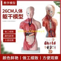 26 cm anatomical model organs removable 28 cm model trunk system structure of organs dissection