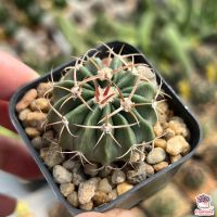 โปรดีล คุ้มค่า Homalocephala Texensis #กระถาง2นิ้ว แคคตัส เพชร cactus&amp;succulent ของพร้อมส่ง พรรณ ไม้ น้ำ พรรณ ไม้ ทุก ชนิด พรรณ ไม้ น้ำ สวยงาม พรรณ ไม้ มงคล