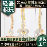 Human spine vertebra model with pelvis femoral bone massage beauty bonesetting medicine orthopaedic teaching AIDS