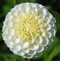 1 หัว/ออเดอร์ รักเร่ Dahlia สายพันธุ์ Snowflake หัวรักเร่ ดอกไม้ หัวหน่อ เหง้า นำเข้า เนเธอร์แลน หัวสดใหม่