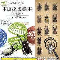 ? Sile Toy Store~ Japan Yell Gashapon Beetle Collection Specimen Insect Model Ornaments Simulation One-Horned Fairy Toys Spot