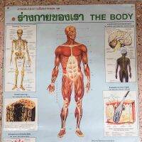 ภาพประกอบการเรียนการสอนชุด ร่างกายของเรา โปสเตอร์แสดงภาพ THE BODY ขนาดความกว้าง22นิ้ว ความสูง32นิ้ว มีสองภาษา ไทย-อังกฤษ Thai&amp;Eng