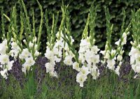 10หัว แกลดิโอลัส (Gladiolus) หรือดอกซ่อนกลิ่นฝรั่ง สีขาว เป็นดอกไม้แห่งคำมั่นสัญญา ความรักความผูกพัน