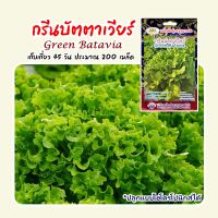 เมล็ดกรีนบัตตาเวียร์ Green Batavia ตราภูเขาทอง เมล็ดพันธุ์ผักสลัด เมล็ดกรีนธันเดอร์ เมล็ดผักสลัด เมล็ดพันธุ์ผัก เมล็ดผักสวนครัว