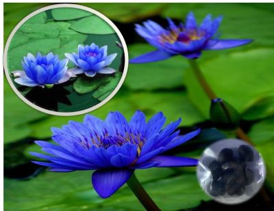 เมล็ดบัว 5 เมล็ด ดอกสีน้ำเงิน ดอกเล็ก พันธุ์แคระ จิ๋ว ของแท้ 100% เมล็ดพันธุ์บัวดอกบัว ปลูกบัว เม็ดบัว สวนบัว บัวอ่าง Lotus seed.
