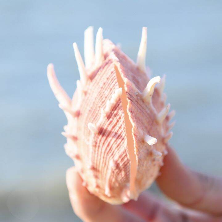 readystock-natural-large-shell-conch-red-chrysanthemum-shell-starfish-specimen-collection-fish-tank-scenery-decoration-window-home-lucky-ornaments-yy