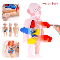 【Xmas】Human Body Model ของเล่นแนววิทยาศาสตร์ โมเดลจำลอง ของเล่นเพื่อการศึกษา ของเล่นจำลองร่างกายมนุษย์