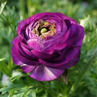 50 เมล็ดพันธุ์ เมล็ด เมล็ดพันธุ์ buttercup ดอกบัตเตอร์คัพ (Ranunculus) Seeds อัตราการงอก 80-85%