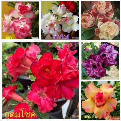 12 เมล็ด เมล็ดพันธุ์ ชวนชม สายพันธุ์ฮอลแลนด์ คละสี Adenium Seeds กุหลาบทะเลทราย Desert Rose ราชินีบอนไซ อัตรางอก 80-90% มีคู่มือปลูก