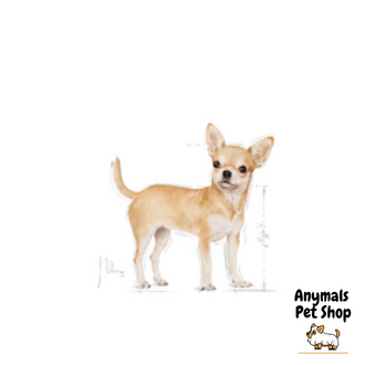 royal-canin-chihuahua-adult-ชิวาว่าโต-ขนาด-1-5kg