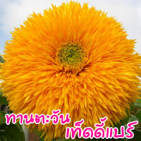 เมล็ดดอกไม้ ? ทานตะวัน เทดดี้แบร์ Teddy Bear Sunflower  เมล็ดทานตะวัน  50 เมล็ด