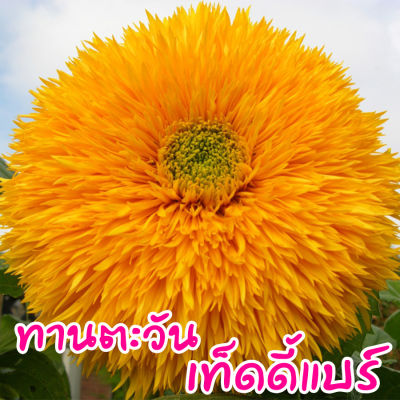 เมล็ดดอกไม้ 🌼 ทานตะวัน เทดดี้แบร์ Teddy Bear Sunflower  เมล็ดทานตะวัน  50 เมล็ด homes