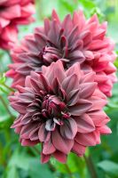 1 หัว /ชุุด เหง้า ต้นรักเร่ Dahlia Bulb สายพันธุ์ Sam Hopkins สีแดง หัวรักเร่ ดอกไม้ ดอกรักเร่ รักแรกพบ เฟิร์สเลิฟ ดอกไม้นำเข้า พร้อมให้ดอก