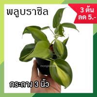 ?โปร 9.9 ? [แพ๊ก 10 ต้น] พลูบราซิล กระถาง 3 นิ้ว พลูหัวใจด่าง Philodendron Brasil ต้นไม้ตระกูลพลู ต้นไม้ฟอกอากาศ ต้นไม้ในร่ม ไม้ประดับตกแต่ง