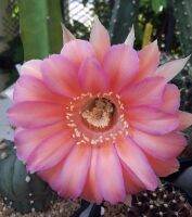 กระบองเพชร Echinopsis G53 อิชินอปซิส จี53 ดอกสีชมพูขลิบม่วง