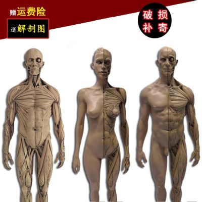 30 cm bust medical skull drawing reference neutral art with musculoskeletal anatomy of the human body model art recommended