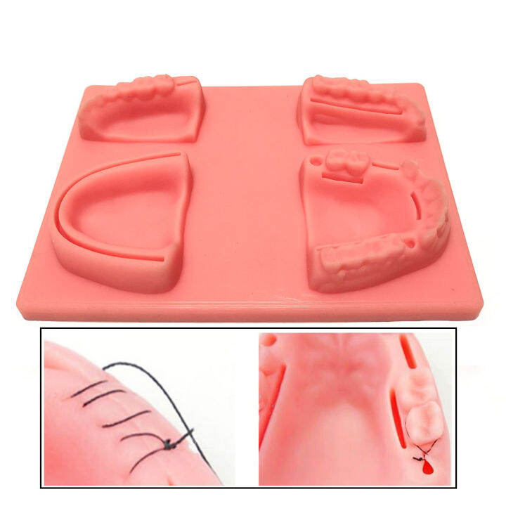 Oral Teeth Gum Suture Training Practice Dental Wounds Teaching Model