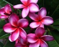 30 เมล็ดพันธุ์ เมล็ด ลั่นทม หรือ ลีลาวดี สายพันธุ์แคระ Frangipani Plumeria Seed นำเข้าจากฮาวาย อัตราการงอก 80-85%