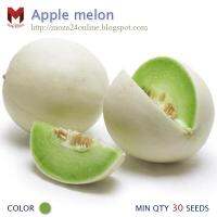 เมล่อนแอปเปิ้ล Apple melon รับประทานได้ทั้งเปลือก (30เมล็ด)