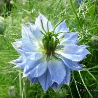 เมล็ดพันธุ์ ดอกรักในสายหมอก (Blue Love in a mist Seed) บรรจุ 50 เมล็ด คุณภาพดี ราคาถูก ของแท้ 100% [ไม่ใช่พืช! เป็นเมล็ดพันธุ์] [คลังสินค้าจุด][ขายตรงจากโรงงาน][ของแท้อย่างเป็นทางการ][โปรโมชั่นลดราคา][50 เมล็ดพันธุ์][เมล็ดผลไม้][เมล็ดพันธุ์ผัก][อร่อยจัง][