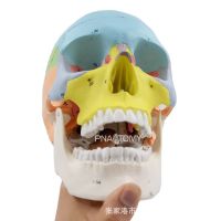 Spot parcel post1 than 1 Detachable Color Skull Model Digital Logo 3 Parts Skull Anatomy Teaching Aids Oral Cavity