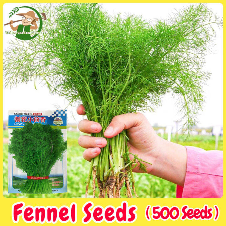 Fresh Organic Fennel Seeds for Planting (500 Seed) High Yield Fennel