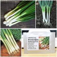 เมล็ดพันธุ์ ต้นหอมญี่ปุ่น (Tokyo Long White Bunching Onion Seed) 150 เมล็ด คุณภาพดี ราคาถูก ของแท้