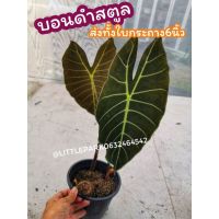 บอนดำสตูลแท้​ อโรคาเซีย. Alocasia ส่งทั้งใบพร้อมกระถาง หลังใบม่วง​ ​ ต้นไม้​ ฟอกอากาศ​ แต่งสวน​   ไม้มงคล​  ปุ๋ย.ดิน