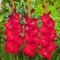 10 หัว แกลดิโอลัส (Gladiolus) หรือดอกซ่อนกลิ่นฝรั่ง สีแดง เป็นดอกไม้แห่งคำมั่นสัญญา ความรักความผูกพัน