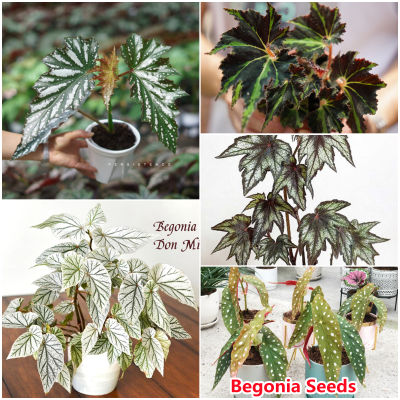 เก็บเงินปลายทาง COD 50 แคปซูลต่อแพ็ค Begonia Seeds (Hosta Plantaginea) Seeds เมล็ดพันธุ์แท้100% เมล็ดพันธุ์ ต้นไม้ประดับ ไม้ประดับ เมล็ด ต้นไม้ตกแต่ง Plants ของแต่งสวน แต่งสวน อุปกรณ์แต่งสวน อัตราการงอกสูง ปลูกได้ทั่วไทย ในสต็อกในประเทศไทย