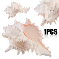 1pc New Large Queen Nautical Shells Conch Natural Seashell Beach As Craft Ornaments Home Decoration Home Furnishings