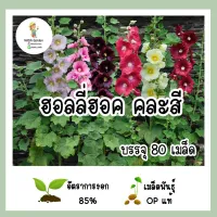 เมล็ดพันธุ์ ฮอลลี่ฮ็อค คละสี 80เมล็ด