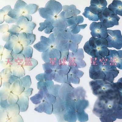 [AYIQ Flower Shop] 30ชิ้นกดสีฟ้าชุดแห้งไฮเดรนเยีย Macrophylla ดอกไม้พืชสมุนไพรสำหรับเครื่องประดับโทรศัพท์กรณี B Ookmark ทำ DIY