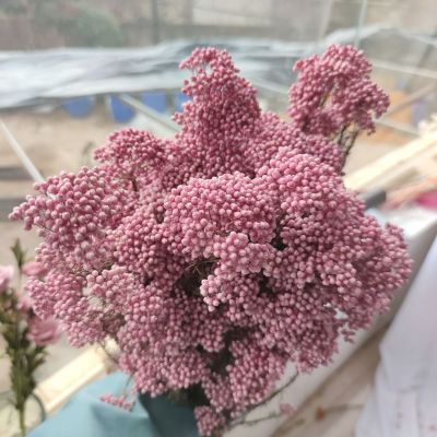 [AYIQ Flower Shop] 50กรัมข้าวฟ่างธรรมชาติผลไม้ดอกไม้แห้งตกแต่งสวนแต่งงานกลางแจ้งสำหรับตกแต่งคริสต์มาสสำหรับบ้าน2022 Pampas กุหลาบ